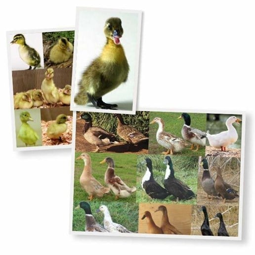 Hoover's Hatchery Assorted Ducklings