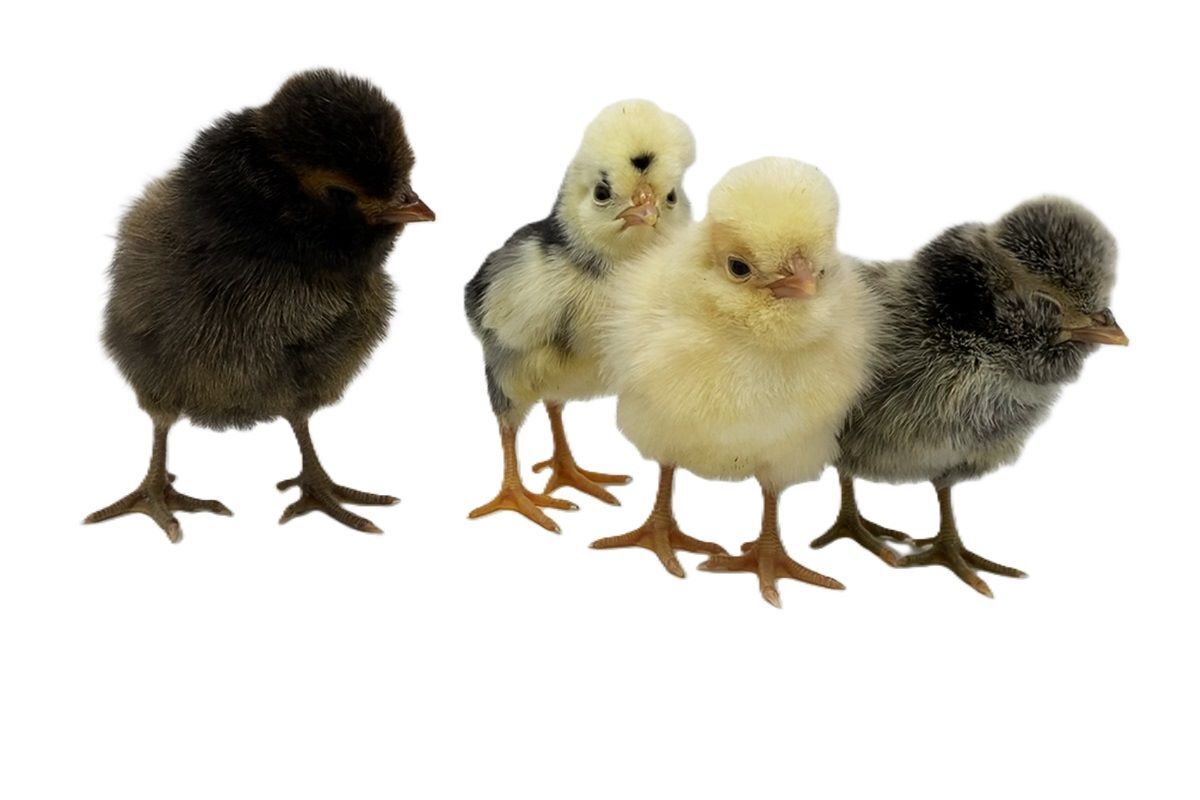 Crested Polish Live Chicks, Assorted