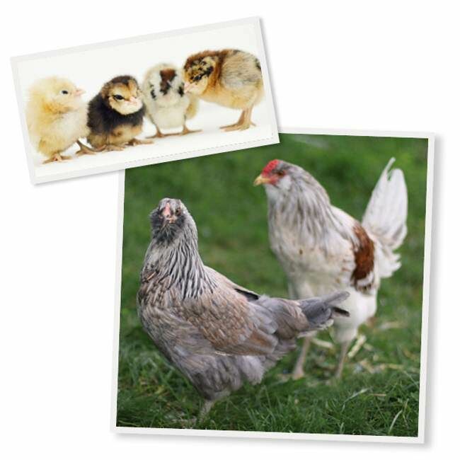 Americana Live Chicks