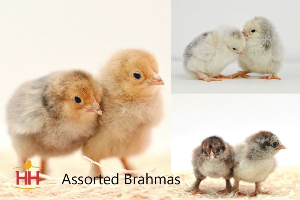 Brahmas Live Chicks, Assorted