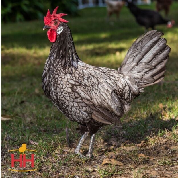 Blue Andalusian Chicks