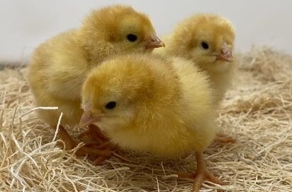 Buff Chantecler Live Chicks