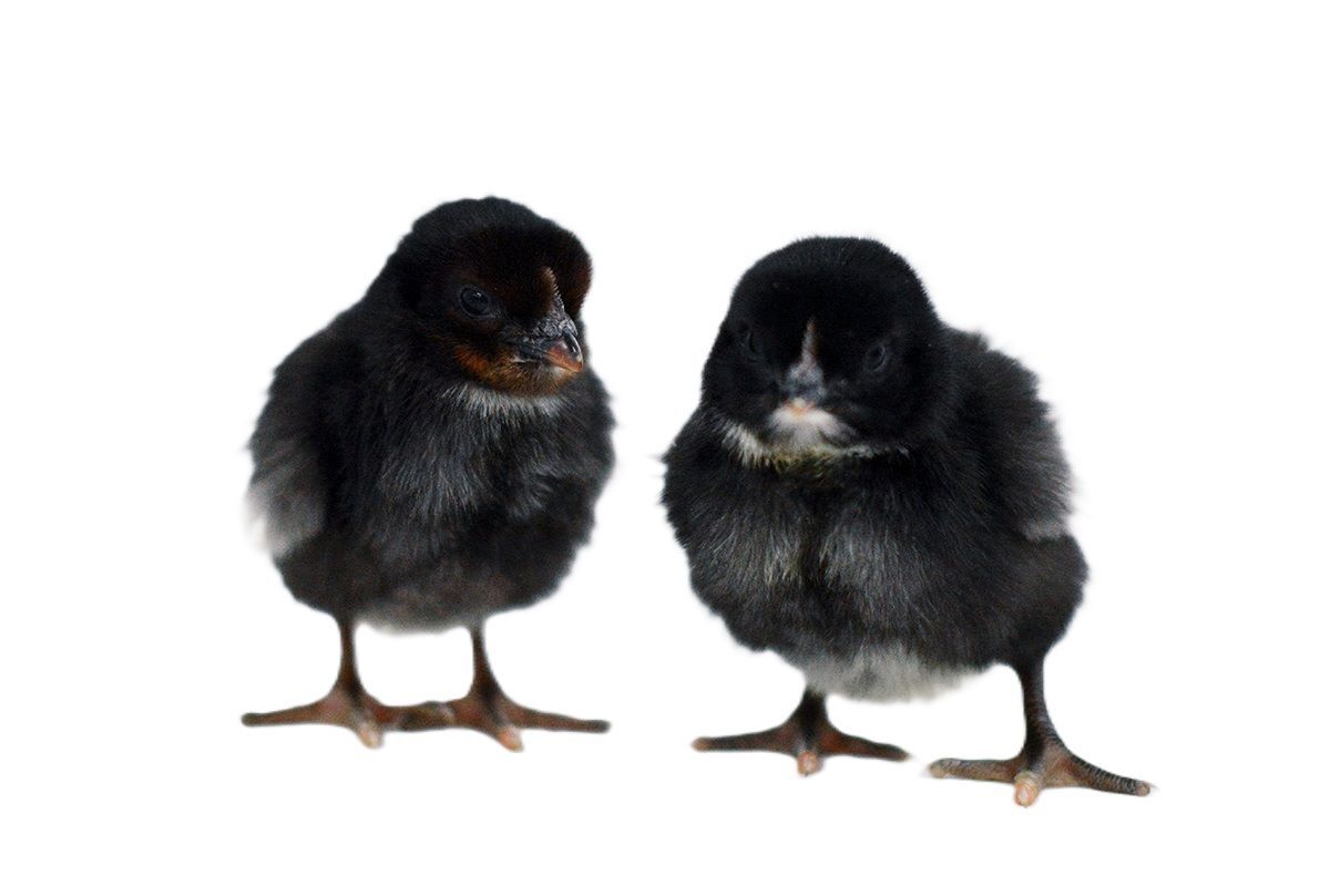 Black Sex-Link Live Chicks
