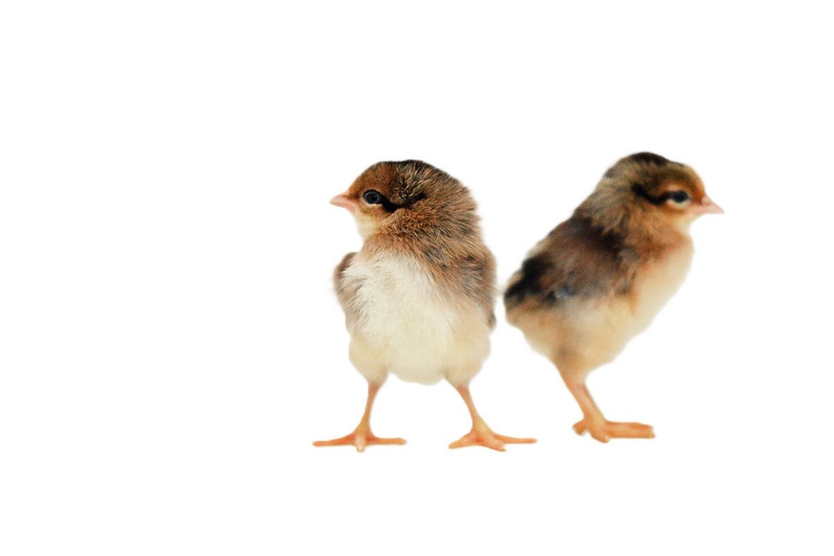 Brown Leghorn Live Chicks