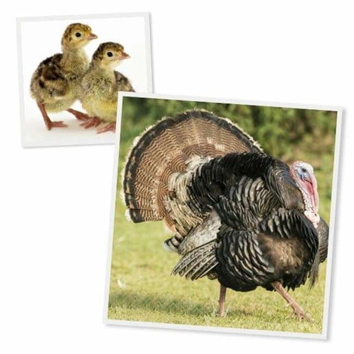 Hoover's Hatchery Broad Breasted Bronze Turkey Chicks