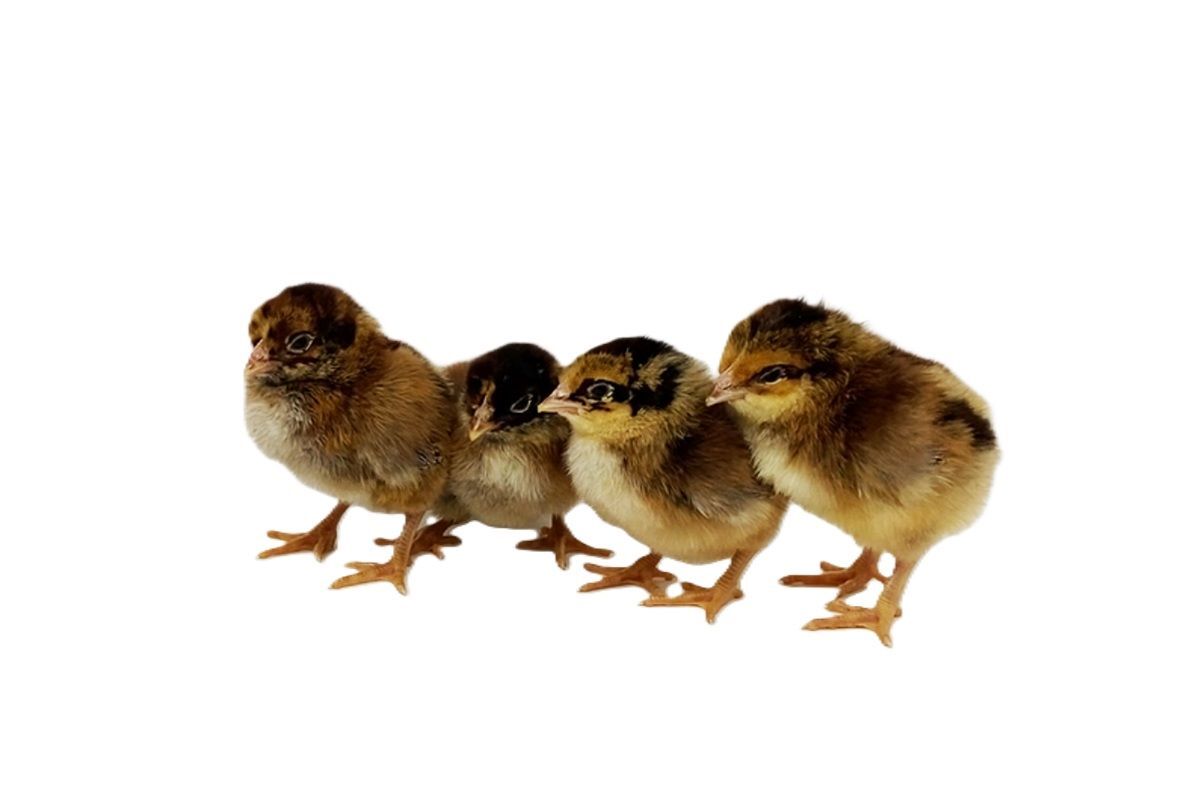 Barnevelder Live Chicks