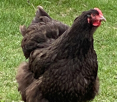 Chocolate Orpington Live Chicks