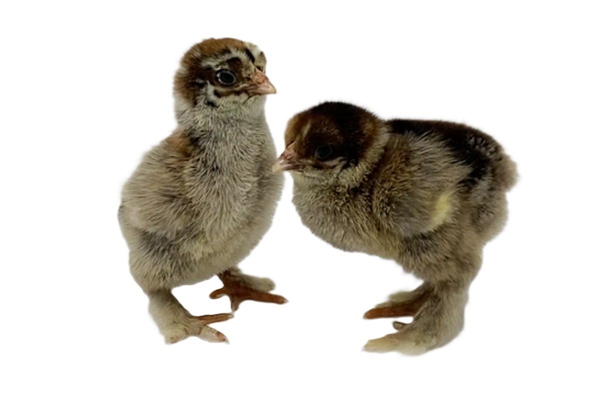 Dark Brahma Live Chicks