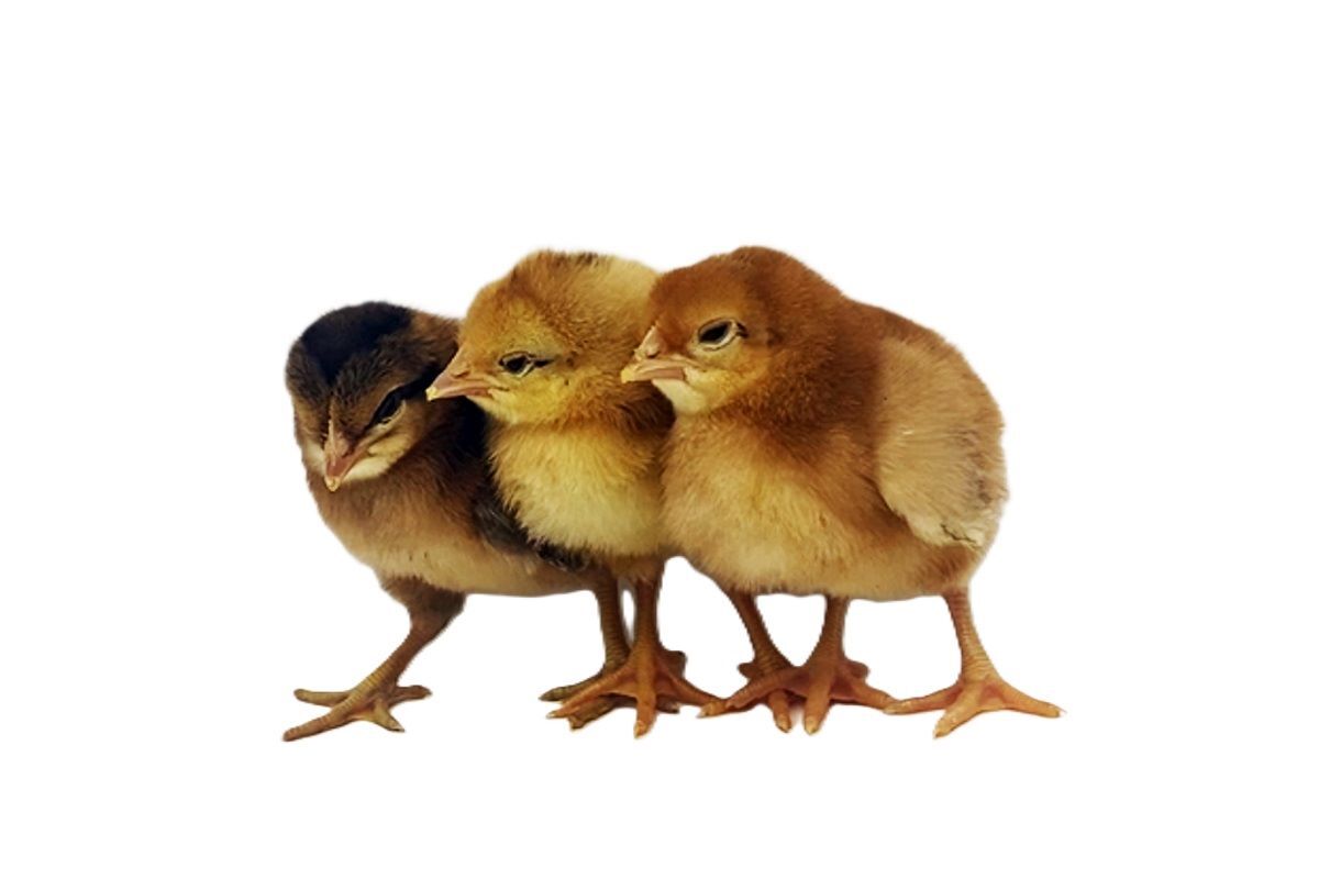 Easter Egger Live Chicks