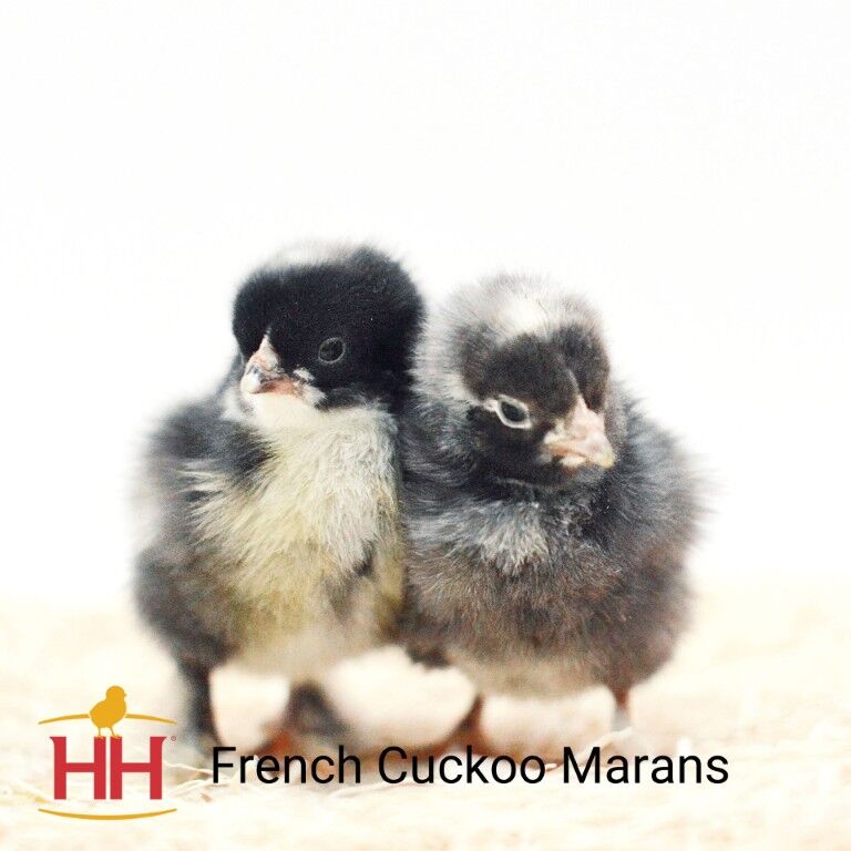 French Cuckoo Marans Live Chicks