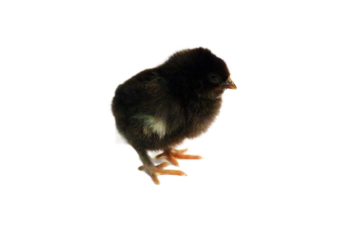 French Black Copper Marans Live Chicks