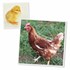 Hoover's Hatchery Isa Brown/Golden Sexlink Chicks