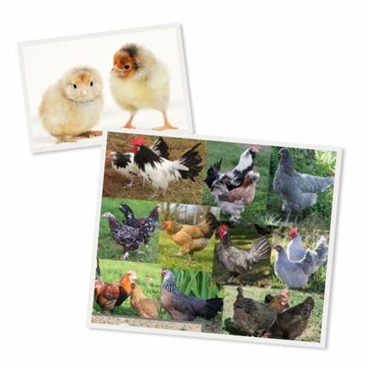Hoover's Hatchery Assorted Rare Breed Chicks