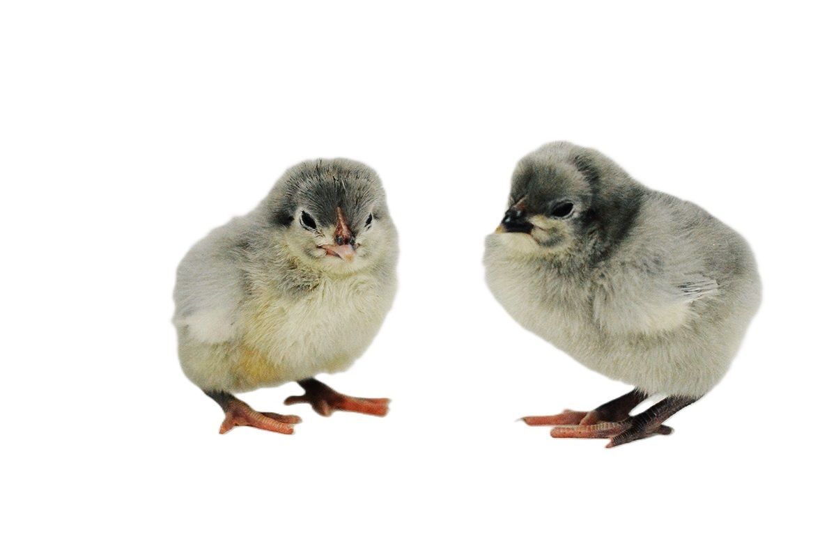 Lavender Orpington Live Chicks