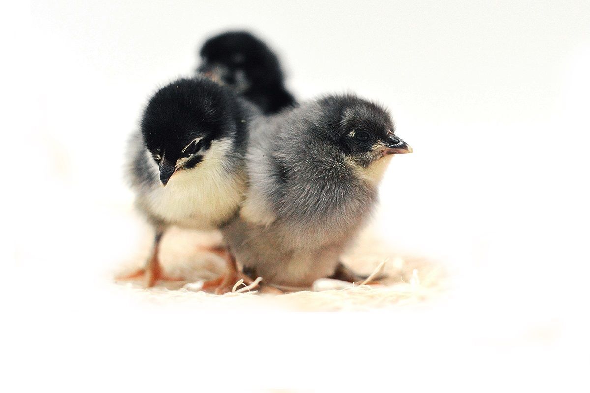 Midnight Majesty Marans Live Chicks