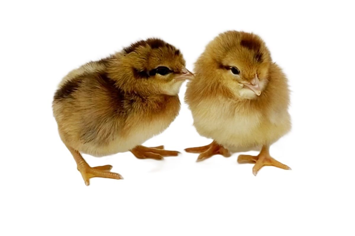 Olive Egger Live Chicks
