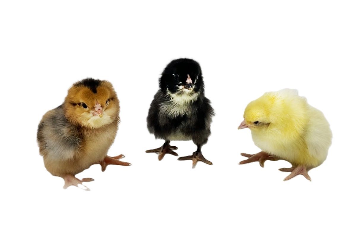 Prairie Bluebell Egger Live Chicks