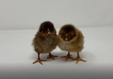 Partridge Rock Live Chicks