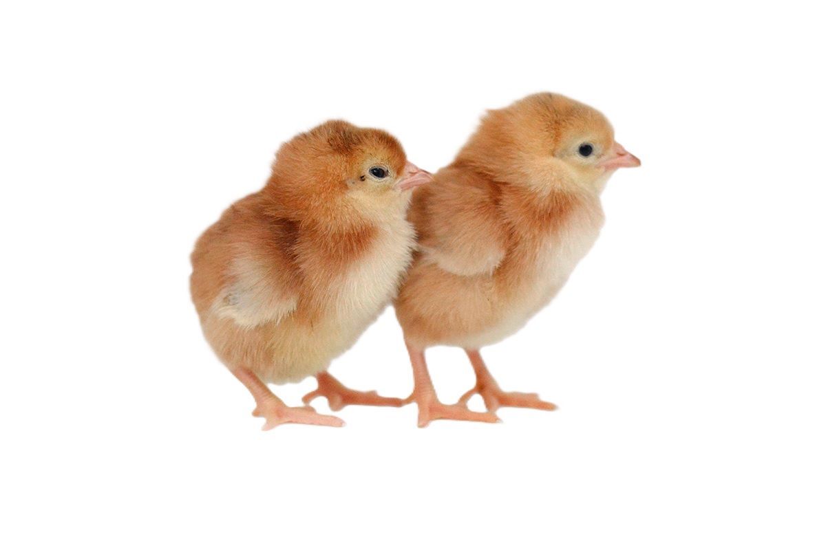 Production Red Live Chicks