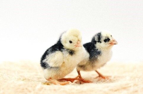 White Crested Black Polish Live Chicks