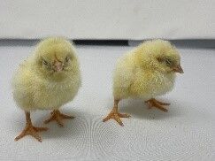 Smokey Pearl Live Chicks