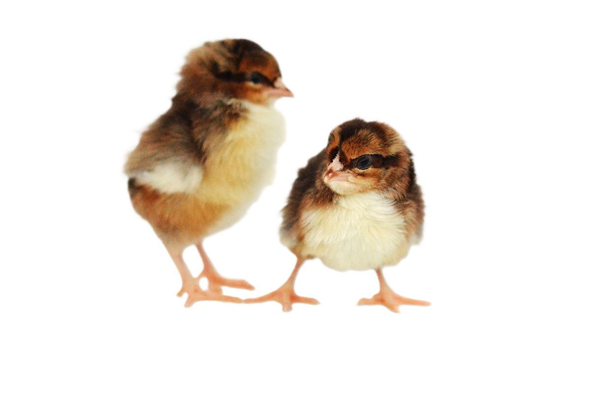 Speckled Sussex Live Chicks