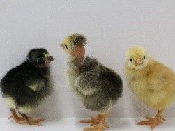 Turken Live Chicks