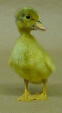 Welsh Harlequin Live Ducklings