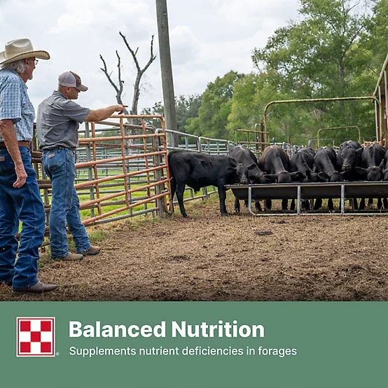 Purina 12% Cattle Grower-Finisher, 50-Lb