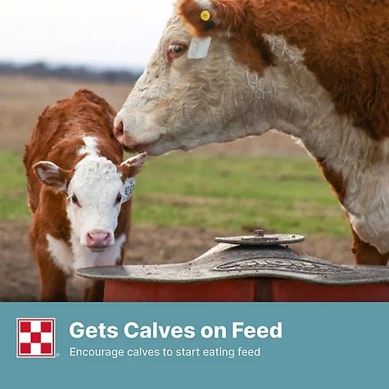 Purina 14% Cattle Starter/Creep Feed, 50-Lb