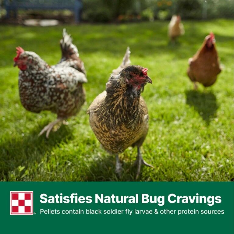 Purina Layena + High Protein 19% Layer Feed, 10-Lb