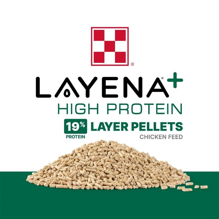 Purina Layena + High Protein 19% Layer Feed, 10-Lb