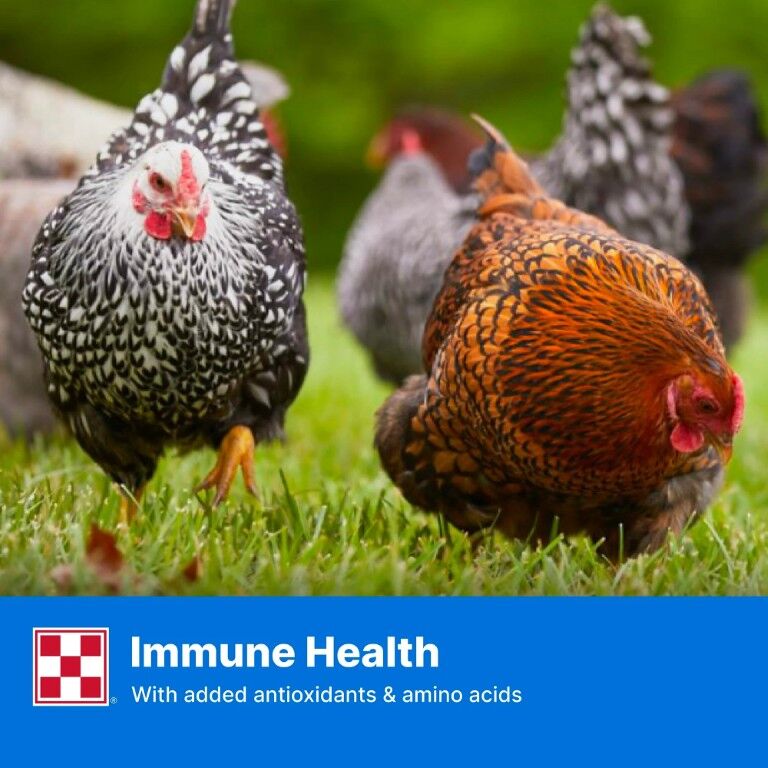 Purina Layena Pellets 16% Layer Hen Feed, 50-Lb