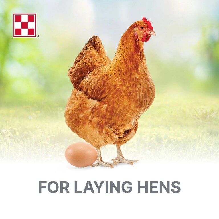 Purina Layena Pellets 16% Layer Hen Feed, 50-Lb