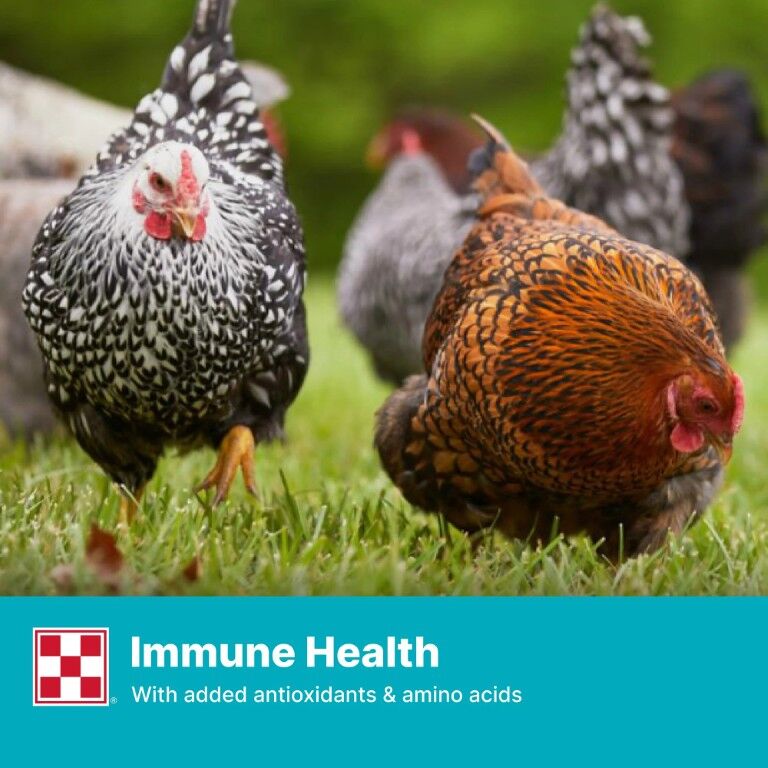 Purina Layena Crumbles 16% Layer Hen Feed, 50-Lb