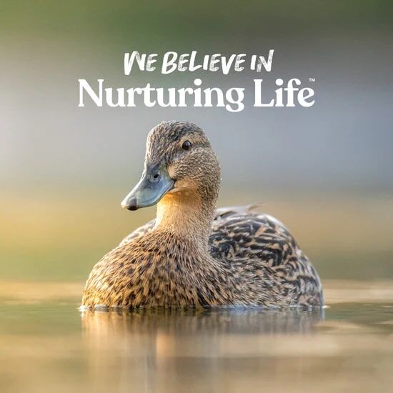 Manna Pro Duck Discs Treats for Waterfowl, 1-Lb