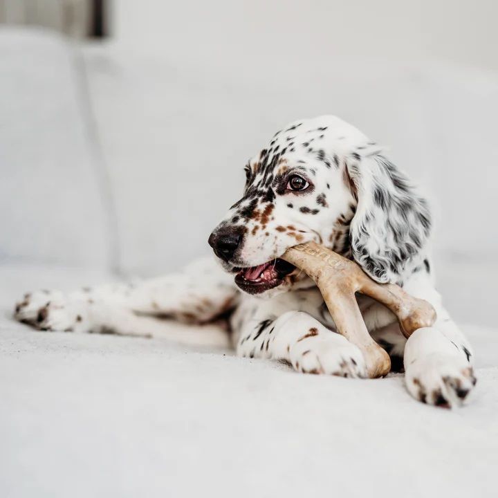 Benebone Medium Bacon Puppy Wishbone Chew Toy