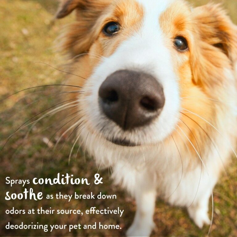 TropiClean Papaya Mist Deodorizing Spray for Pets, 8-Oz