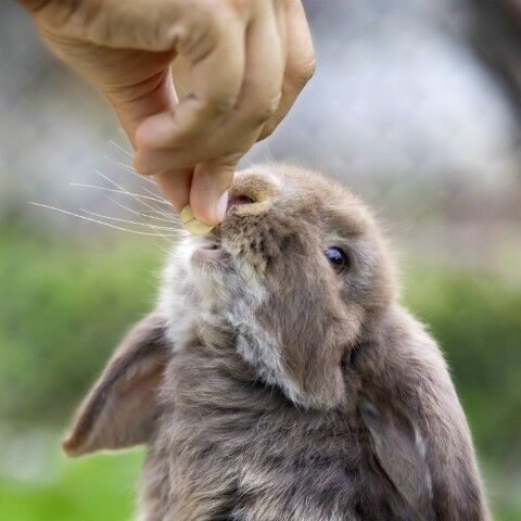 Vitakraft Drops With Vanilla Yogurt Flavor Small Animal Treats, 5.3-Oz