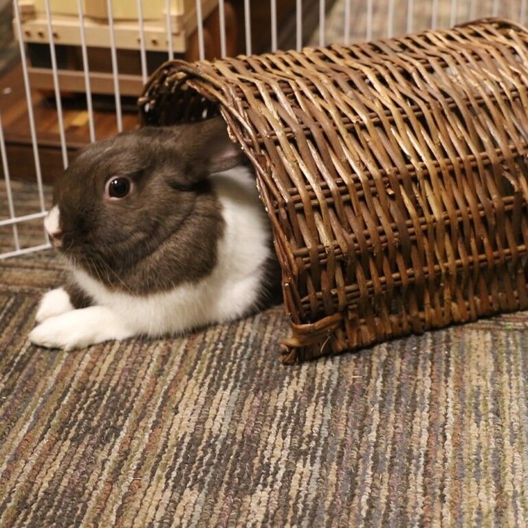 Ware Small Pet Twig Tunnel   