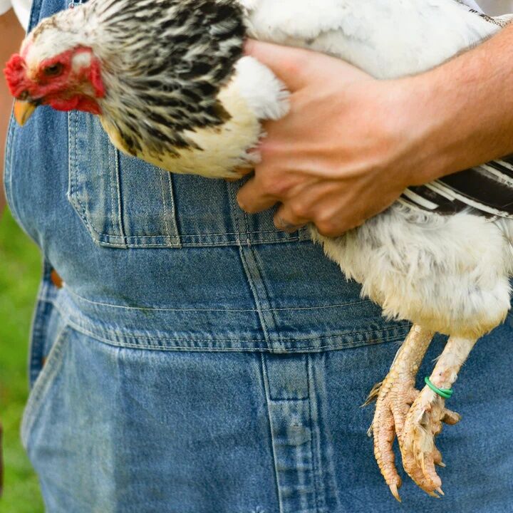 Happy Hen Red/White/Blue Spiral Leg Bands, Size 11, 24-Pk