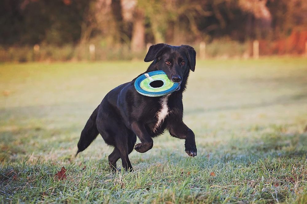 Chuckit! Medium Max Glow Zipflight Disc Dog Toy