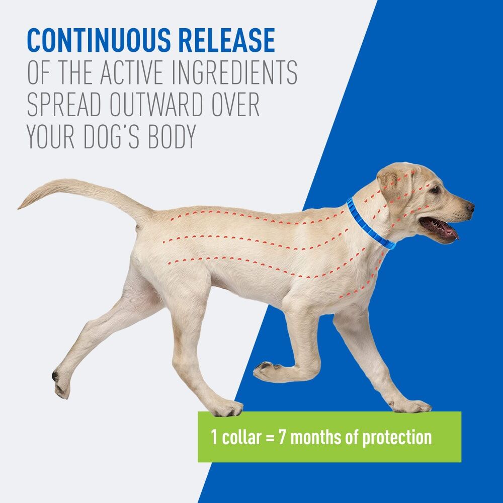 Adams Plus Flea & Tick Collar For Dogs, Large