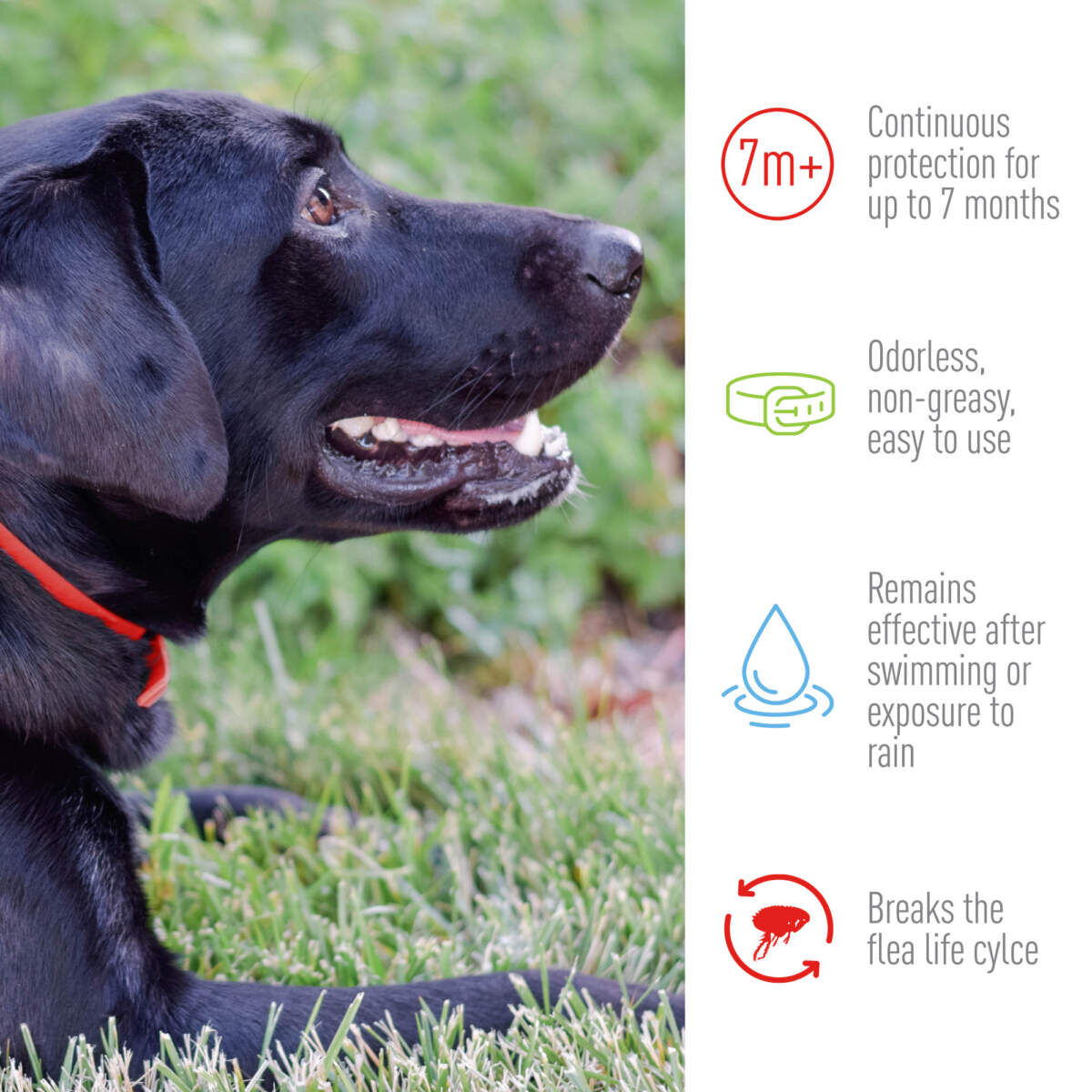 Adams Plus Flea & Tick Collar for Small Dogs