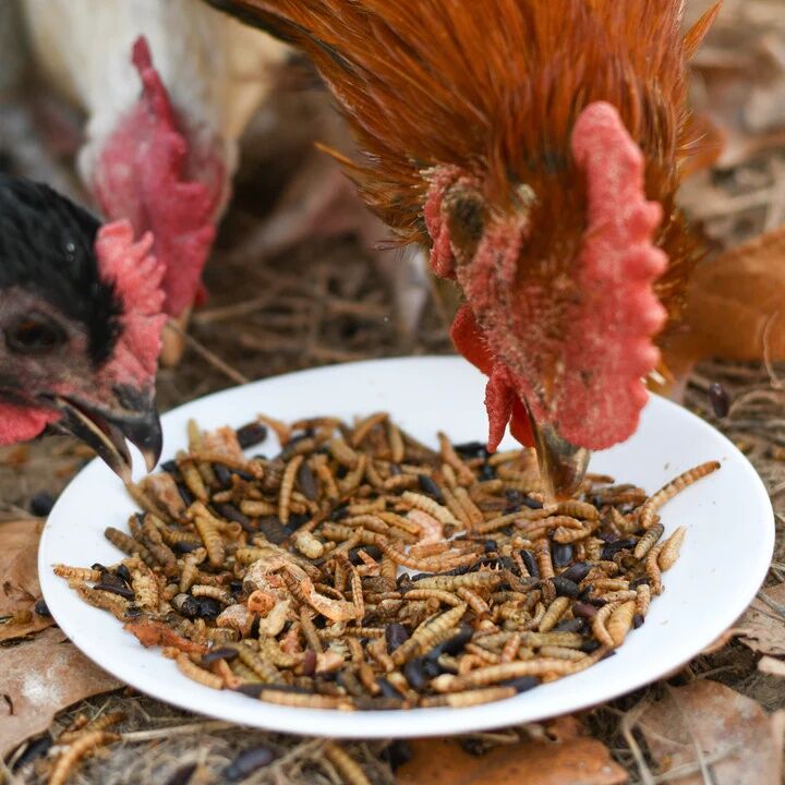 Happy Hen Bug Bonanza Chicken Treats, 30-Oz