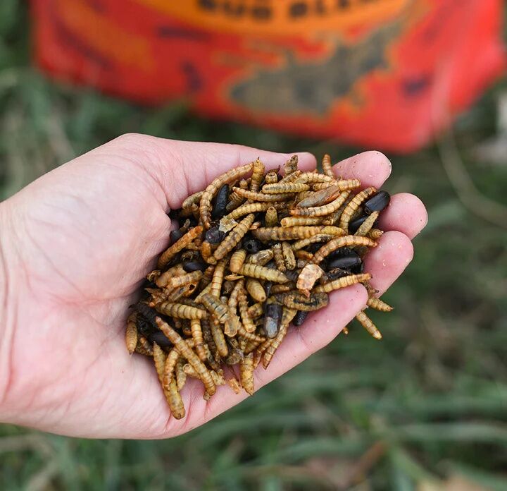 Happy Hen Bug Bonanza Chicken Treats, 30-Oz