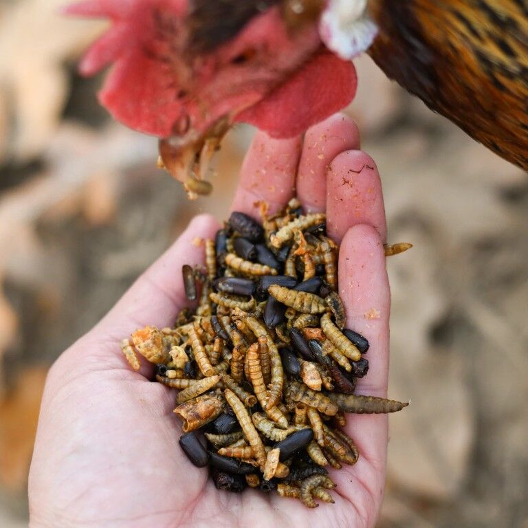 Happy Hen Bug Bonanza Chicken Treats, 30-Oz