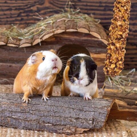 Vitakraft Crunch Sticks Guinea Pig Treat Apple & Orange Flavor, 3.5-Oz