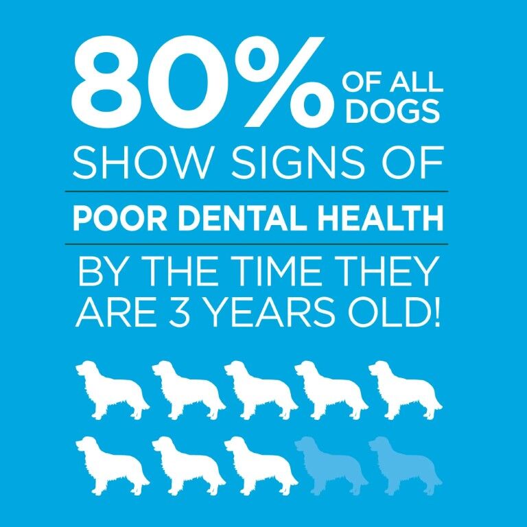 Vetality Brush Free Oral Gel for Dogs, 0.88-Oz