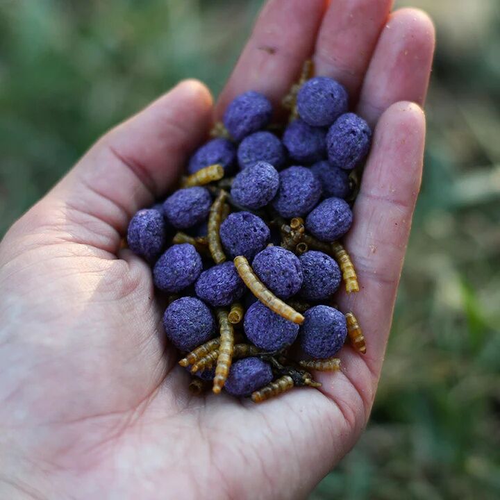 Happy Hen Free Range Feast Mealworm & Herb Blend Treat, 2-Lb